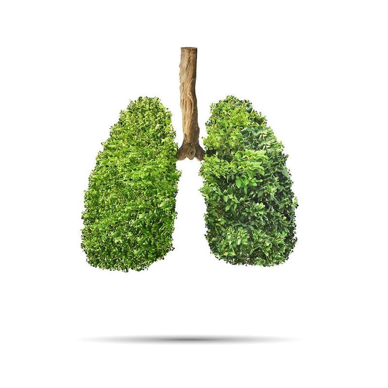 Beeld van groene bomen in de vorm van longen
