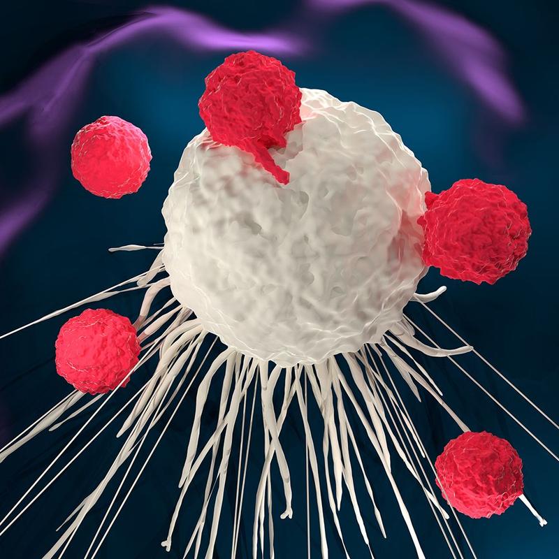 CAR-T-cellen sporen de kankercel op en vallen ze aan.