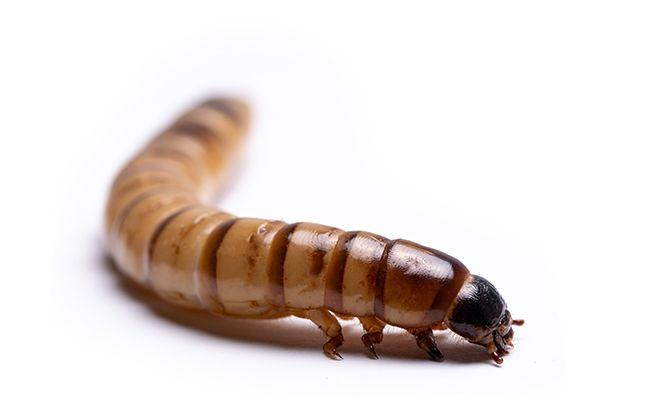bereiken Afleiding Onvergetelijk Factcheck: kun je veilig insecten eten? | UZ Leuven