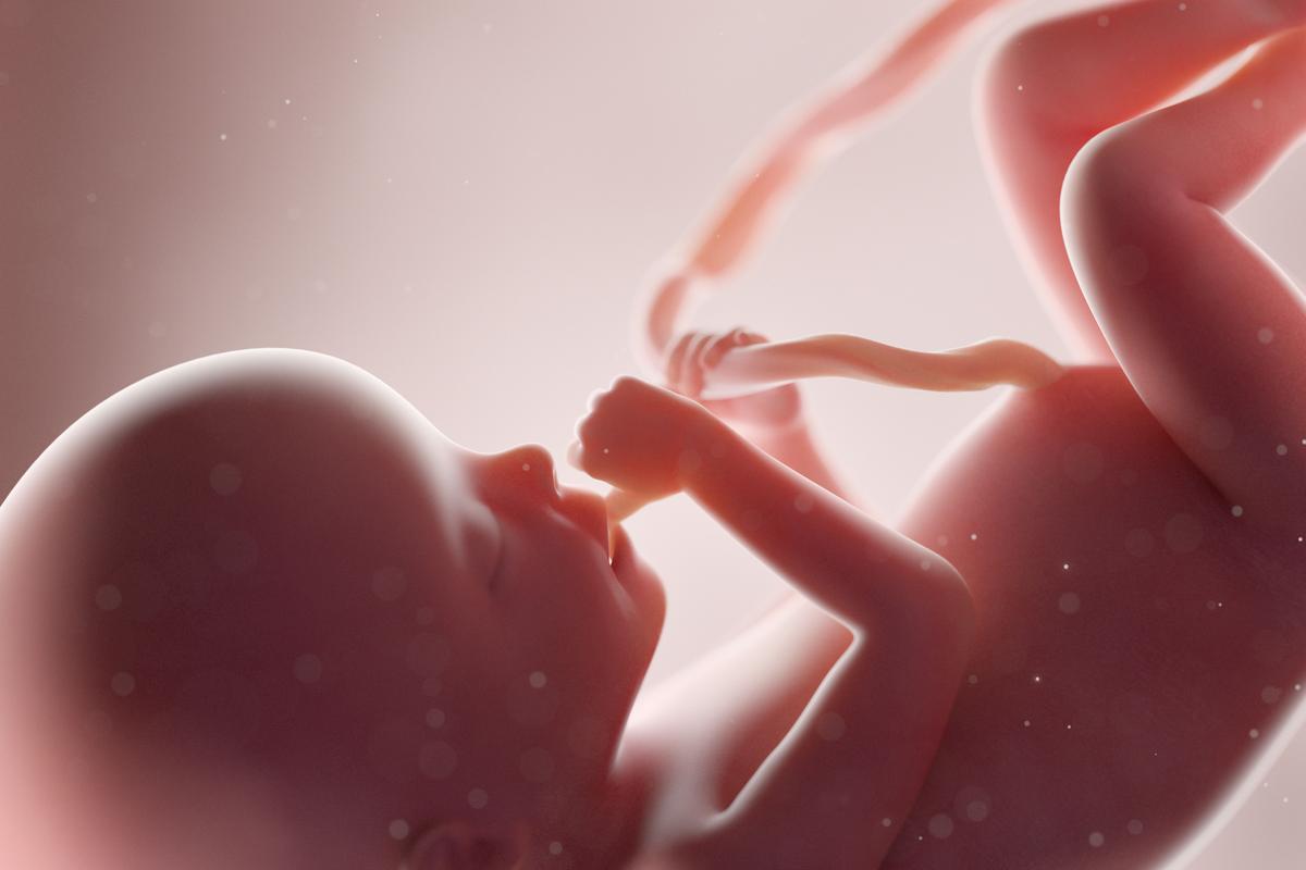 Illustratie van baby in de baarmoeder