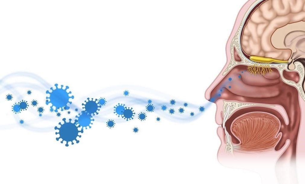 Tekening van hoe het coronavirus het neusslijmvlies infecteert