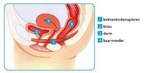 Bekkenbodemspieren