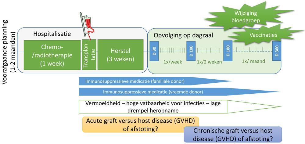 Schema allogene stamceltransplantatie