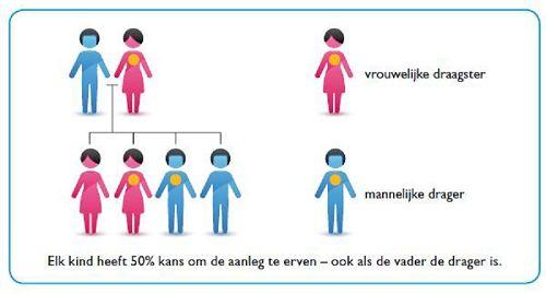 Overerving van borstkanker: elk kind heeft 50% kans om de aanleg te erven, ook als de vader drager is