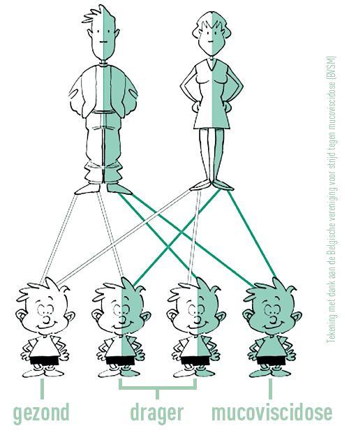 Erfelijkheid van mucoviscidose als beide ouders drager zijn