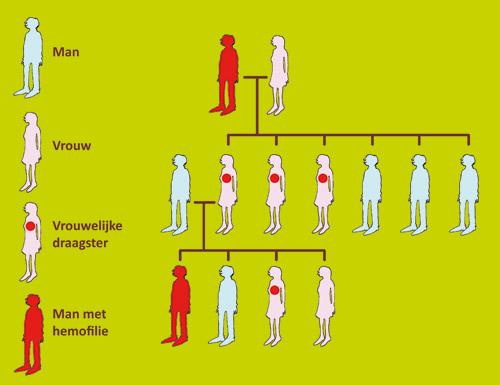 schematische voorstelling van de erfelijke overdracht van hemofilie