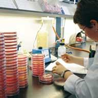 Bacteriologisch onderzoek in labo