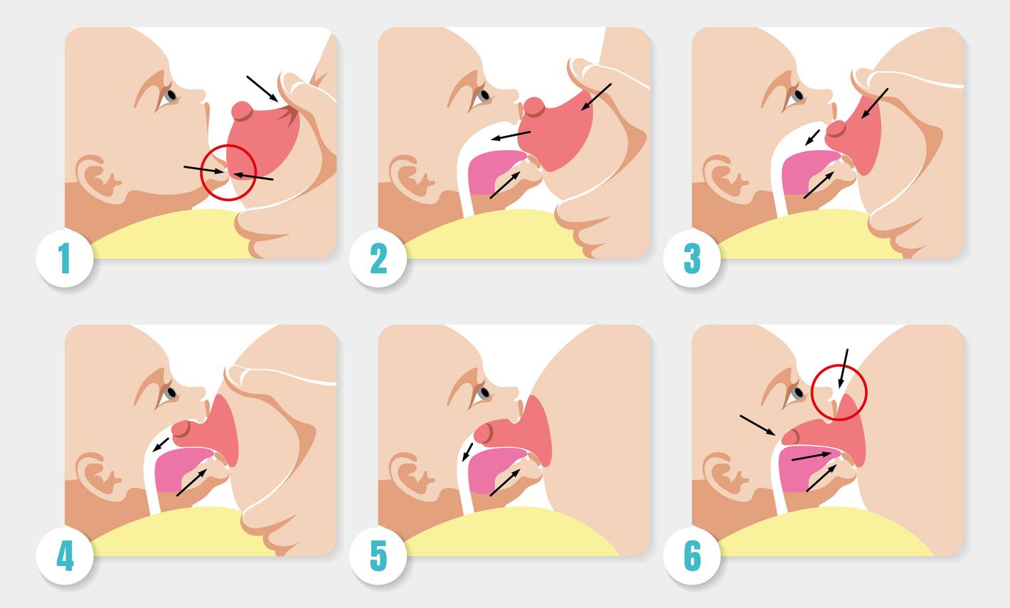 Onleesbaar tarwe lof Hoe leg ik mijn baby het beste aan voor borstvoeding? | UZ Leuven