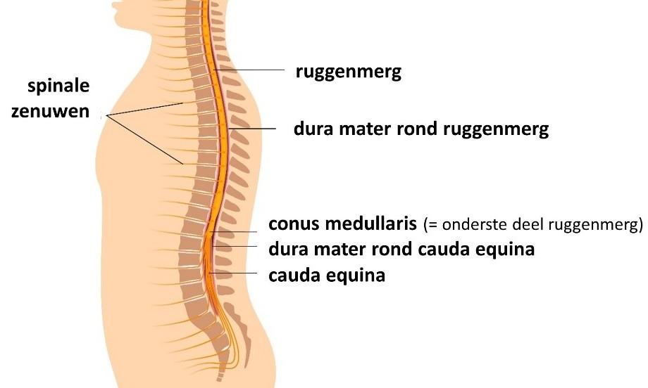 Ligging ruggenmerg in wervelkolom