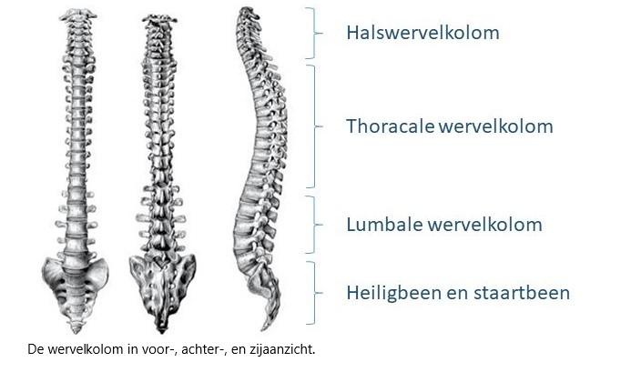 Wervelkolom in voor-, achter-, en zijaanzicht