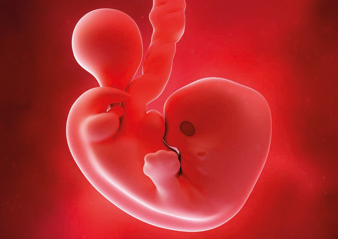 Via embryoselectie kan je zware erfelijke ziektes vermijden.