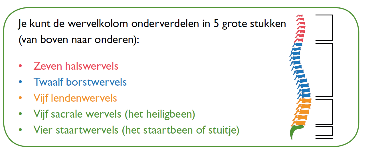 wervelkolom stukken