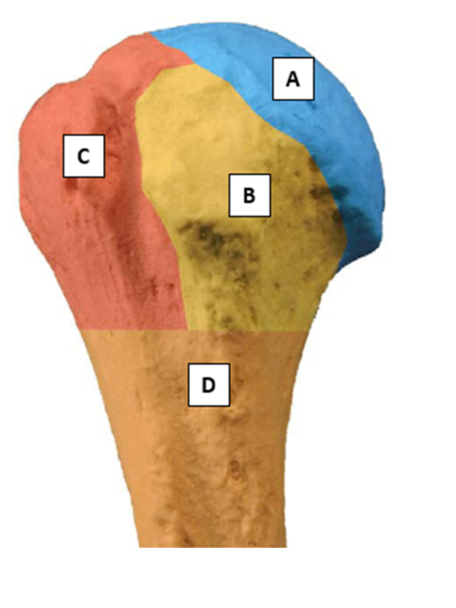 Afbeelding van de proximale humerus